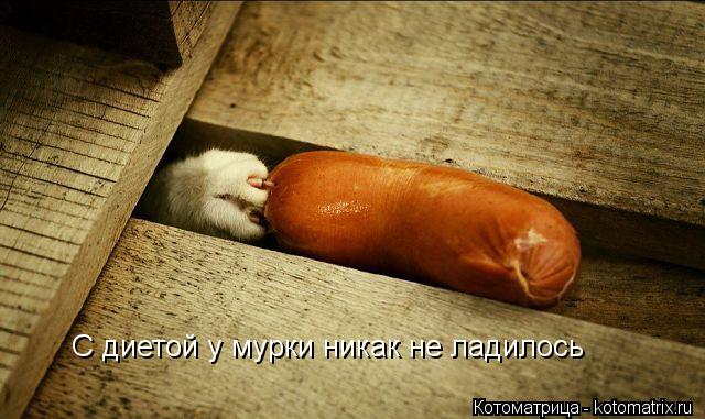 Котоматрица: С диетой у мурки никак не ладилось