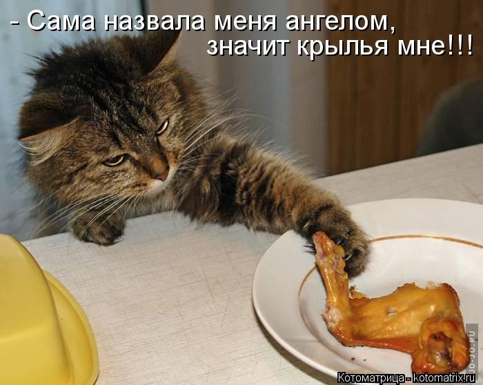 - Сама назвала меня ангелом, значит крылья мне!!!... Котоматрица: - Сама назвала меня ангелом, значит крылья мне!!!
