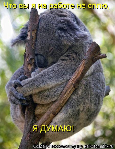 Котоматрица: Что вы я на работе не сплю, Я ДУМАЮ!