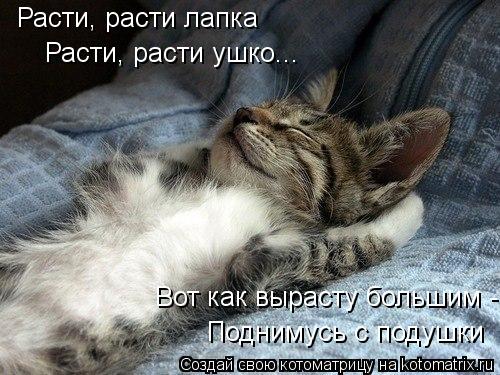 Котоматрица: Расти, расти лапка Расти, расти ушко... Вот как вырасту большим -  Поднимусь с подушки