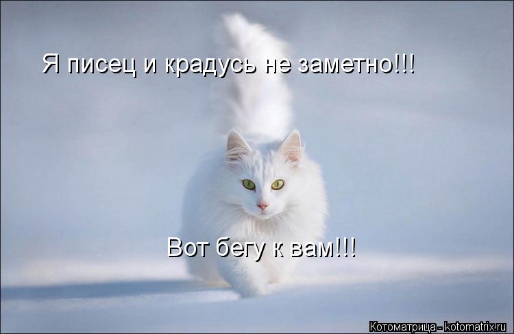 Котоматрица: Я писец и крадусь не заметно!!! Вот бегу к вам!!!
