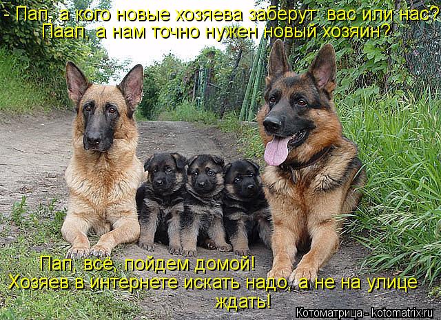 Котоматрица: - Пап, а кого новые хозяева заберут: вас или нас? Паап, а нам точно нужен новый хозяин? Пап, всё, пойдем домой!  Хозяев в интернете искать надо, а