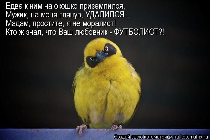 Едва к ним на окошко приземлился, Мужик, на меня глянув, УДАЛИЛСЯ... Мадам, простите, я не моралист! ... Котоматрица: Едва к ним на окошко приземлился, Мужик, на меня глянув, УДАЛИЛСЯ... Мадам, простите, я не моралист! Кто ж знал, что Ваш любовник - ФУТБОЛИСТ?!