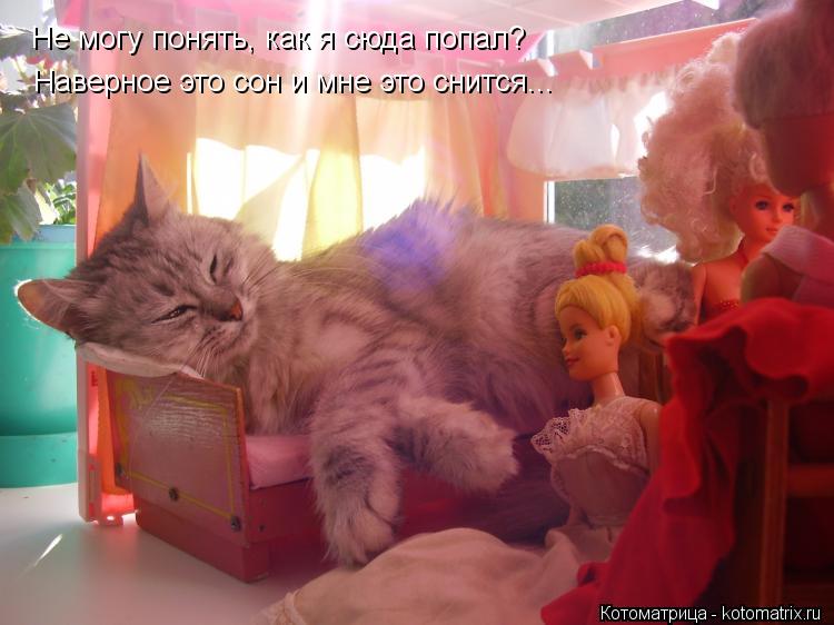 Котоматрица: Наверное это сон и мне это снится... Не могу понять, как я сюда попал?