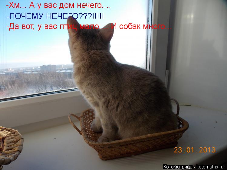 -Хм... А у вас дом нечего.... -ПОЧЕМУ НЕЧЕГО???!!!!! -Да вот, у вас птиц мало.... И собак много...... Котоматрица: -Хм... А у вас дом нечего.... -ПОЧЕМУ НЕЧЕГО???!!!!! -Да вот, у вас птиц мало.... И собак много...