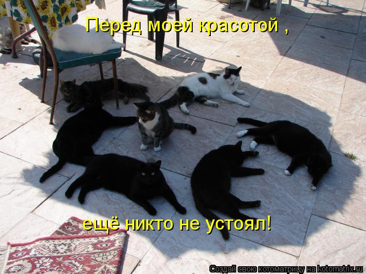 Котоматрица: Перед моей красотой , ещё никто не устоял!
