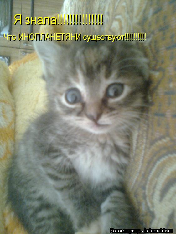 Я знала!!!!!!!!!!!!!!! Что ИНОПЛАНЕТЯНИ существуют!!!!!!!!!!... Котоматрица: Я знала!!!!!!!!!!!!!!! Что ИНОПЛАНЕТЯНИ существуют!!!!!!!!!!