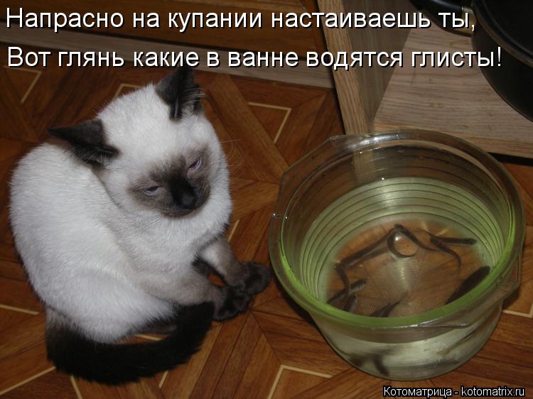 Котоматрица: Напрасно на купании настаиваешь ты, Вот глянь какие в ванне водятся глисты!