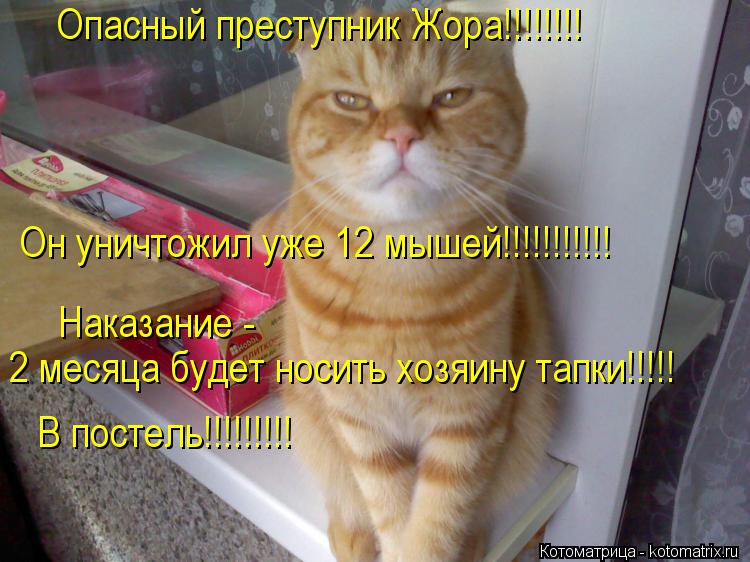 Опасный преступник Жора!!!!!!!! Он уничтожил уже 12 мышей!!!!!!!!!!! Наказание - 2 месяца будет носит... Котоматрица: Опасный преступник Жора!!!!!!!! Он уничтожил уже 12 мышей!!!!!!!!!!! Наказание - 2 месяца будет носить хозяину тапки!!!!! В постель!!!!!!!!!