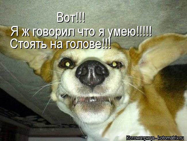 Вот!!! Я ж говорил что я умею!!!!! Стоять на голове!!!... Котоматрица: Вот!!! Я ж говорил что я умею!!!!! Стоять на голове!!!