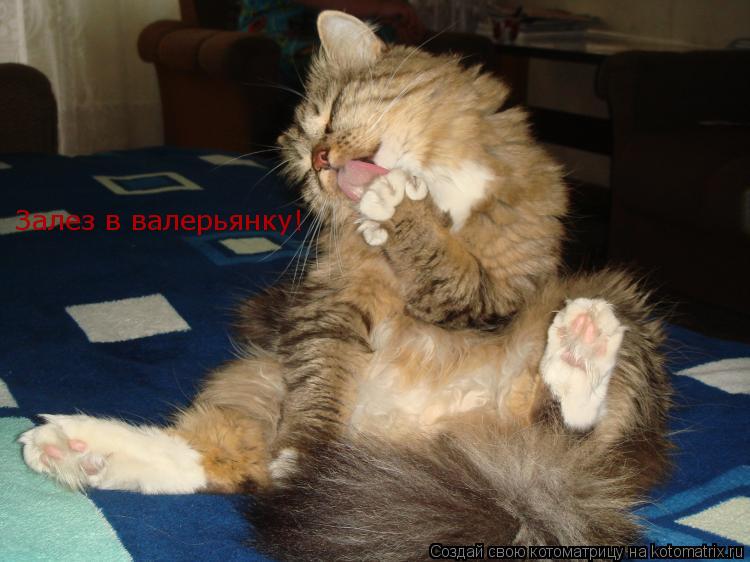Залез в валерьянку!... Котоматрица: Залез в валерьянку!