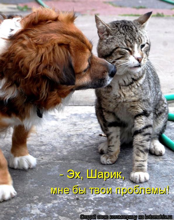 - Эх, Шарик, мне бы твои проблемы!... Котоматрица: - Эх, Шарик, мне бы твои проблемы!