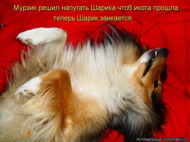 Котоматрица: Мурзик решил напугать Шарика чтоб икота прошла , теперь Шарик заикается.