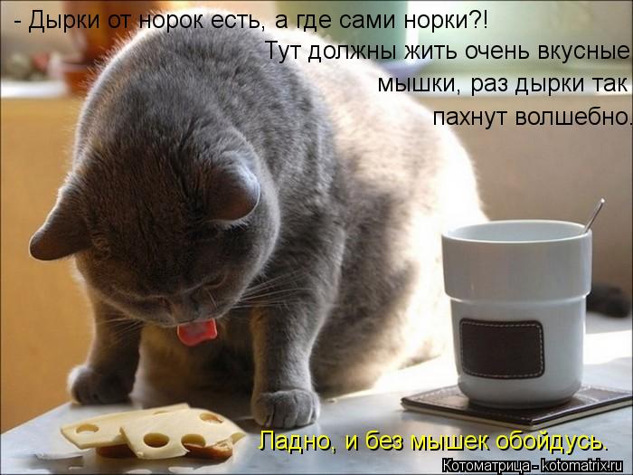 Котоматрица: - Дырки от норок есть, а где сами норки?!  Ладно, и без мышек обойдусь. Тут должны жить очень вкусные  мышки, раз дырки так  пахнут волшебно.