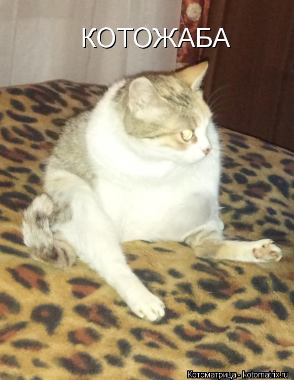 Котоматрица: КОТОЖАБА