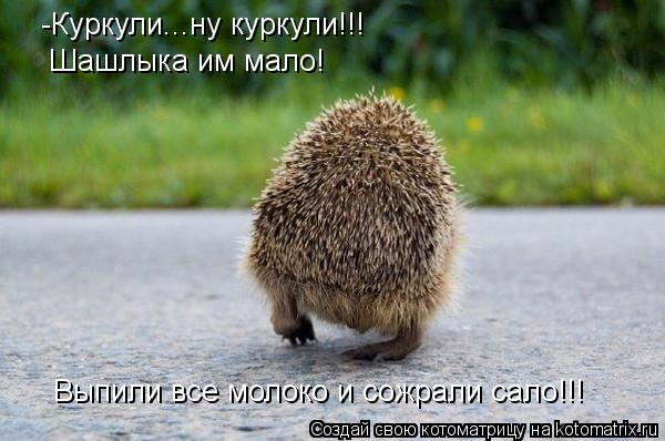 Котоматрица: -Куркули...ну куркули!!! Шашлыка им мало! Выпили все молоко и сожрали сало!!!