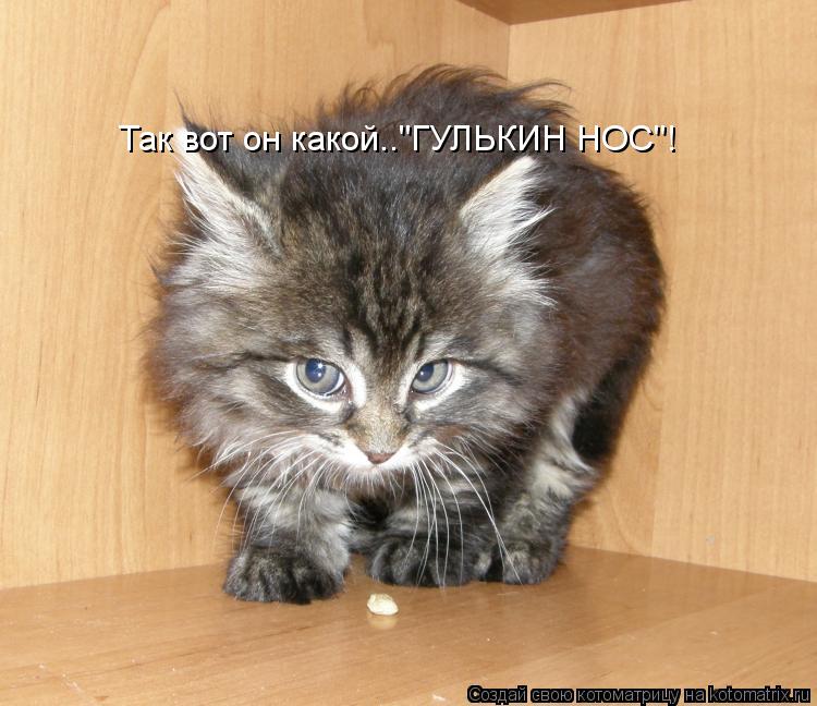 Так вот он какой.."ГУЛЬКИН НОС"!... Котоматрица: Так вот он какой.."ГУЛЬКИН НОС"!