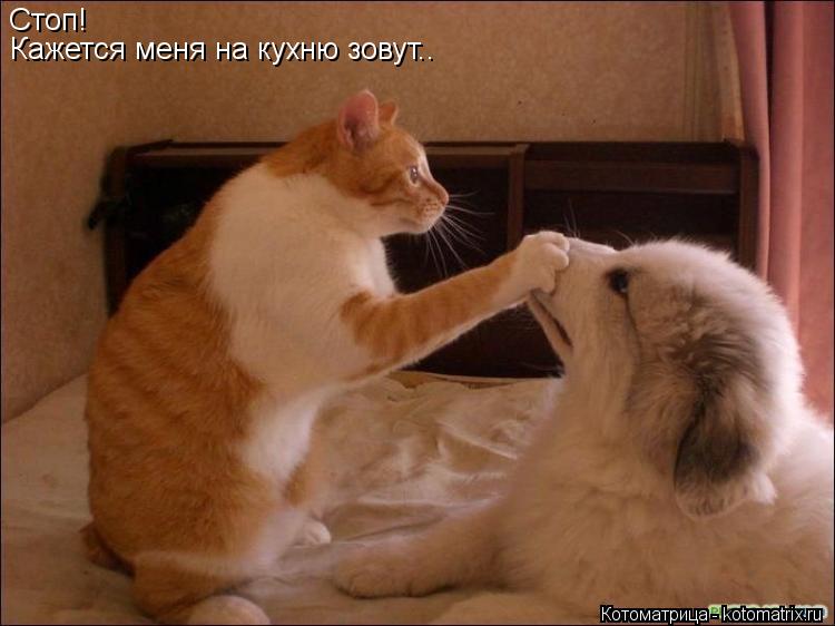 Стоп! Кажется меня на кухню зовут..... Котоматрица: Стоп! Кажется меня на кухню зовут..