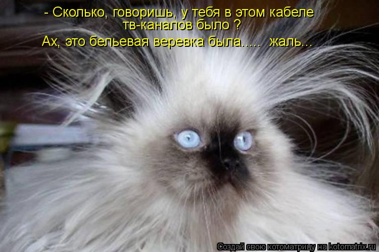 Котоматрица: - Сколько, говоришь, у тебя в этом кабеле  тв-каналов было ? Ах, это бельевая веревка была.....  жаль...