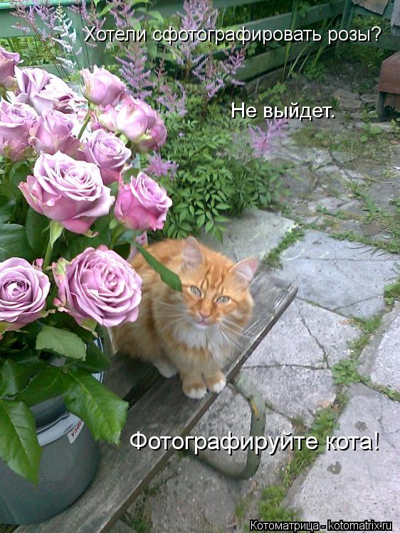 Хотели сфотографировать розы? Не выйдет. Фотографируйте кота!... Котоматрица: Хотели сфотографировать розы? Не выйдет. Фотографируйте кота!