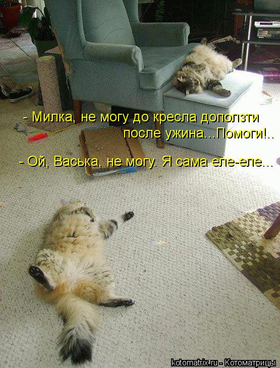 - Милка, не могу до кресла доползти после ужина...Помоги!.. - Ой, Васька, не могу. Я сама еле-еле...... Котоматрица: - Милка, не могу до кресла доползти после ужина...Помоги!.. - Ой, Васька, не могу. Я сама еле-еле...