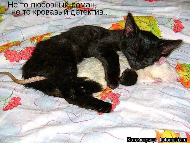 Не то любовный роман, не то кровавый детектив...... Котоматрица: Не то любовный роман, не то кровавый детектив...