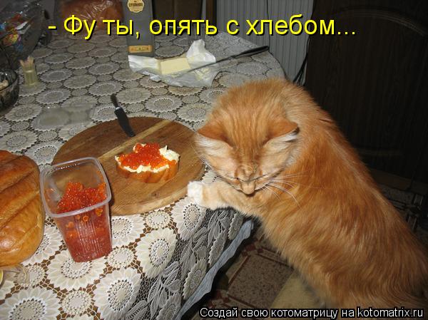 Котоматрица: - Фу ты, опять с хлебом...