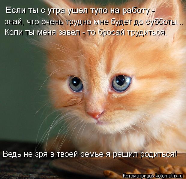 Если ты с утра ушел тупо на работу - знай, что очень трудно мне будет до субботы... Коли ты меня зав... Котоматрица: Если ты с утра ушел тупо на работу - знай, что очень трудно мне будет до субботы... Коли ты меня завел - то бросай трудиться. Ведь не зря в твоей