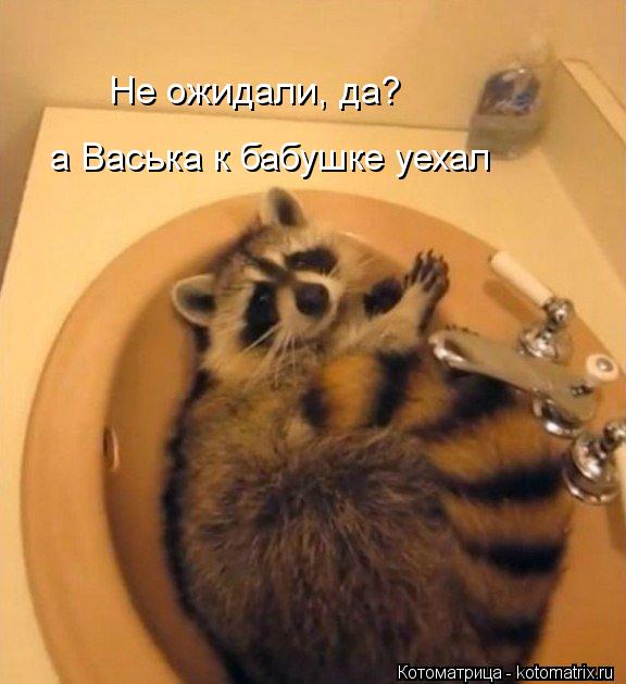 Котоматрица: Не ожидали, да? а Васька к бабушке уехал