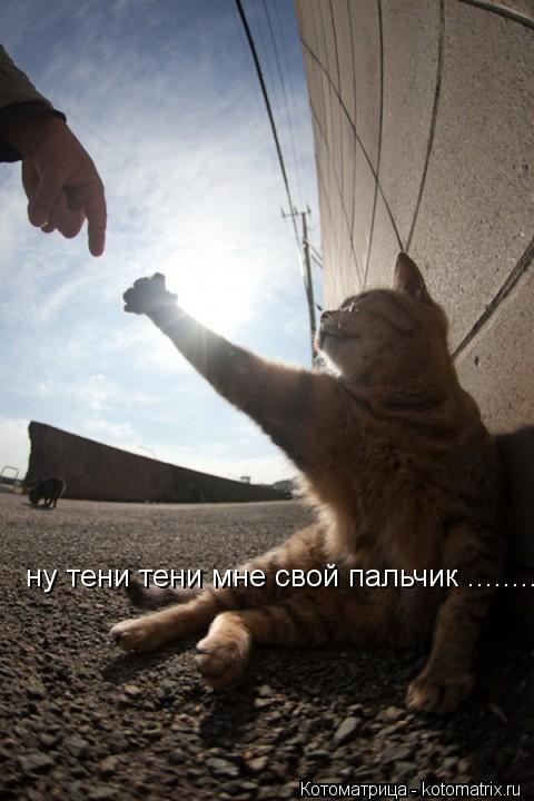 Котоматрица: ну тени тени мне свой пальчик ........откушу раз голодать заставляет е