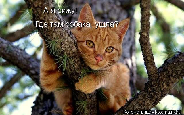 А я сижу! А я сижу! Где там собака, ушла? Где там собака, ушла?... Котоматрица: А я сижу! А я сижу! Где там собака, ушла? Где там собака, ушла?
