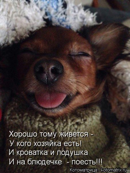 Котоматрица: И на блюдечке  - поесть!!! И кроватка и подушка У кого хозяйка есть! Хорошо тому живется -