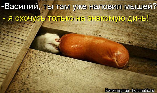 Котоматрица: -Василий, ты там уже наловил мышей? - я охочусь только на знакомую дичь!