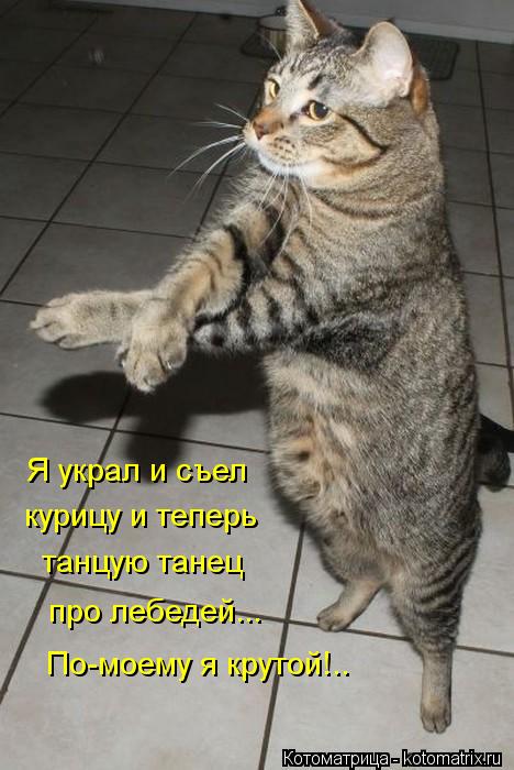 Я украл и съел курицу и теперь танцую танец про лебедей... По-моему я крутой!..... Котоматрица: Я украл и съел курицу и теперь танцую танец про лебедей... По-моему я крутой!..