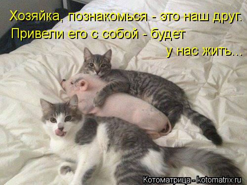 Хозяйка, познакомься - это наш друг. Привели его с собой - будет у нас жить...... Котоматрица: Хозяйка, познакомься - это наш друг. Привели его с собой - будет у нас жить...
