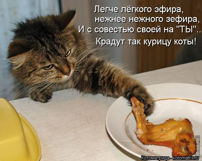 Котоматрица: Легче лёгкого эфира, нежнее нежного зефира, И с совестью своей на "ТЫ"... Крадут так курицу коты!