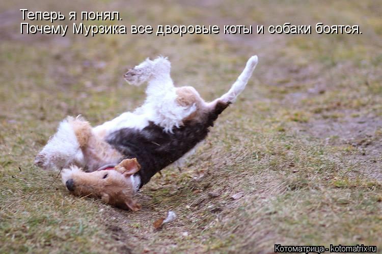 Теперь я понял. Почему Мурзика все дворовые коты и собаки боятся.... Котоматрица: Теперь я понял. Почему Мурзика все дворовые коты и собаки боятся.
