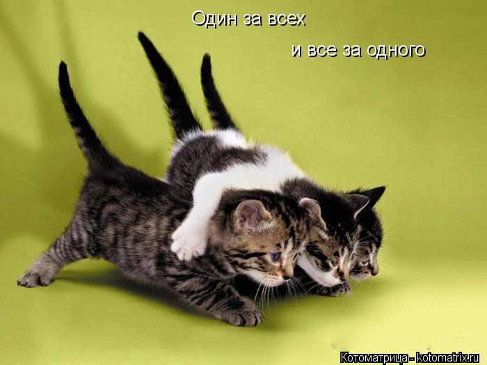 Один за всех и все за одного... Котоматрица: Один за всех и все за одного