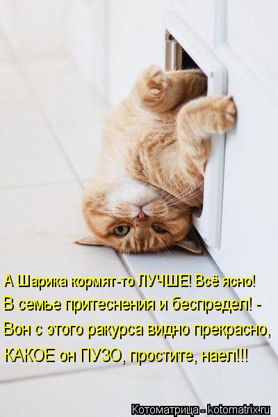 Котоматрица: А Шарика кормят-то ЛУЧШЕ! Всё ясно! В семье притеснения и беспредел! - Вон с этого ракурса видно прекрасно, КАКОЕ он ПУЗО, простите, наел!!!