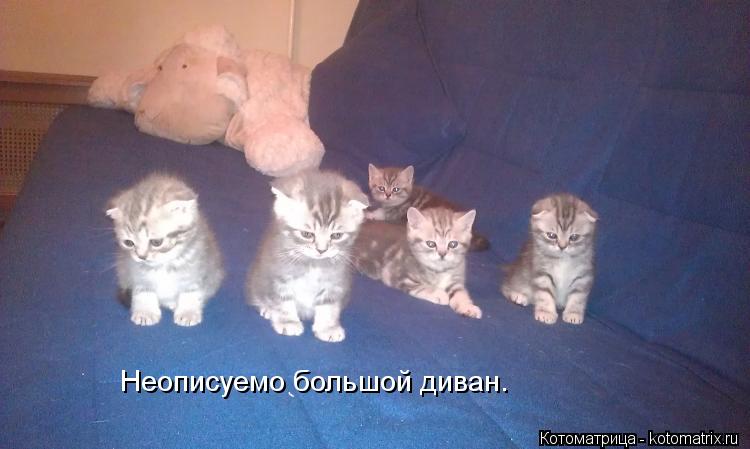Котоматрица: Неописуемо большой диван.