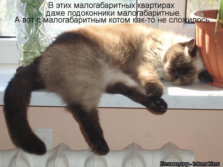 В этих малогабаритных квартирах даже подоконники малогабаритные. А вот с малогабаритным котом как-то ... Котоматрица: В этих малогабаритных квартирах даже подоконники малогабаритные. А вот с малогабаритным котом как-то не сложилось...