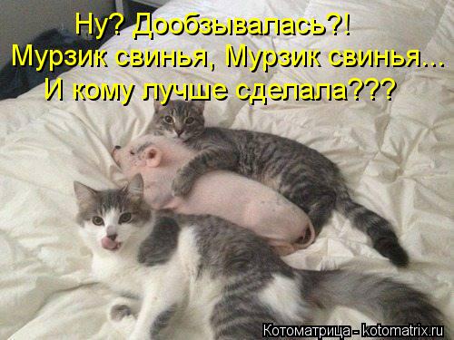 Котоматрица: Ну? Дообзывалась?! Мурзик свинья, Мурзик свинья... И кому лучше сделала???