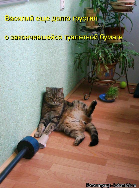 Василий еще долго грустил о закончившейся туалетной бумаге... Котоматрица: Василий еще долго грустил о закончившейся туалетной бумаге