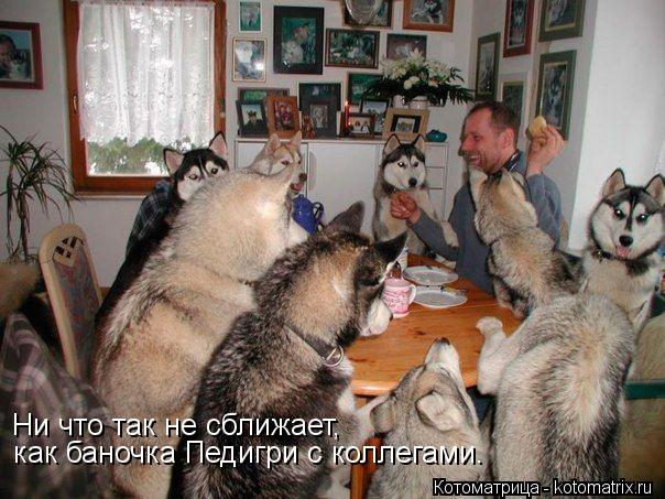 Ни что так не сближает, как баночка Педигри с коллегами.... Котоматрица: Ни что так не сближает, как баночка Педигри с коллегами.