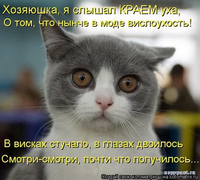 Смотри-смотри, почти что получилось... Хозяюшка, я слышал КРАЕМ уха, О том, что нынче в моде вислоухо... Котоматрица: Смотри-смотри, почти что получилось... Хозяюшка, я слышал КРАЕМ уха, О том, что нынче в моде вислоухость! В висках стучало, в глазах двоилось