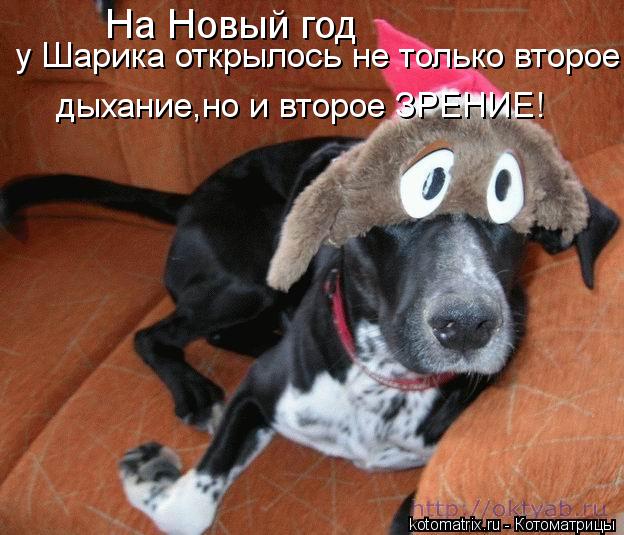 На Новый год у Шарика открылось не только второе дыхание,но и второе ЗРЕНИЕ!... Котоматрица: На Новый год у Шарика открылось не только второе дыхание,но и второе ЗРЕНИЕ!