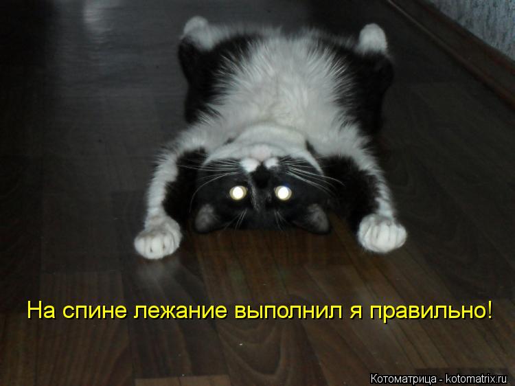 На спине лежание выполнил я правильно!... Котоматрица: На спине лежание выполнил я правильно!