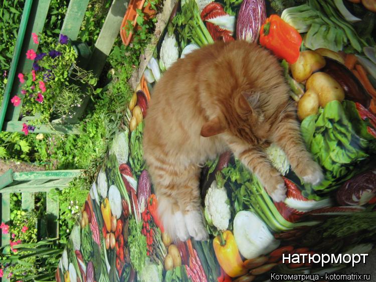 натюрморт... Котоматрица: натюрморт
