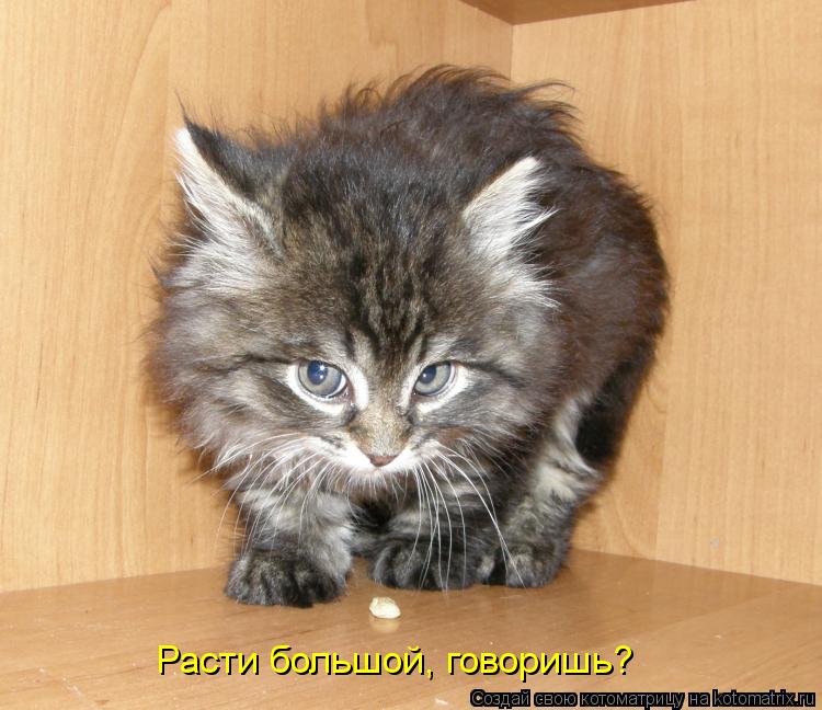 Расти большой, говоришь?... Котоматрица: Расти большой, говоришь?