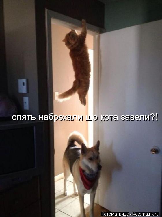 Котоматрица: опять набрехали шо кота завели?!
